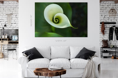 Impression sur toile - Belle calla blanche #E0659