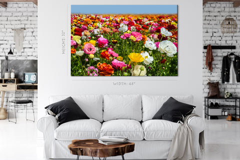 Canvas Print -  Colorful Ranunculus Field, Carlsbad, California #E0630