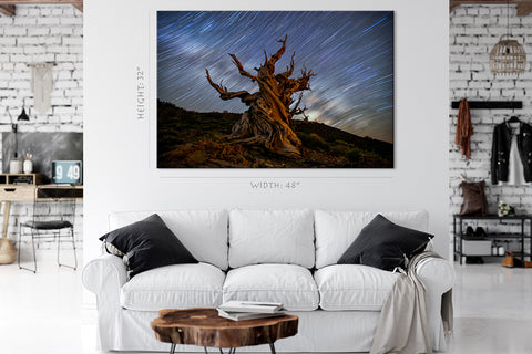 Canvas Print -  Bristlcone Pine 5000 Years Old #E0962