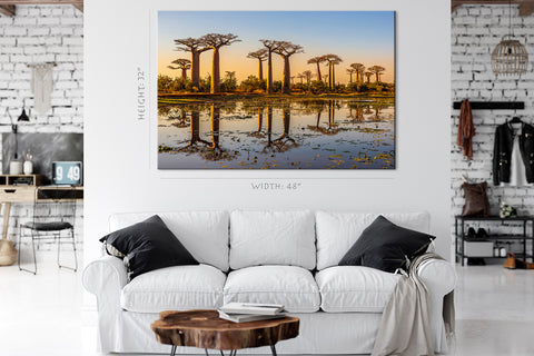 Canvas Print -  Beautiful Baobab Trees At Sunset #E0995