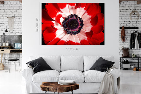 Canvas Print -  Red And White Anemone #E0694