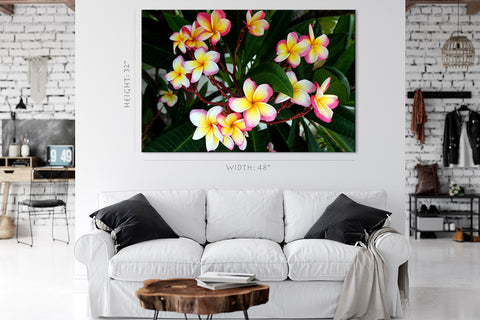 Impression sur toile - Fleurs de Plumeria dans le parc #E0708