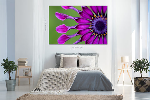 طباعة قماش - Osteospermum الزهرة المدارية #E0720