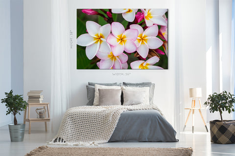 Impression sur toile - Fleurs de frangipanier roses et blanches #E0728