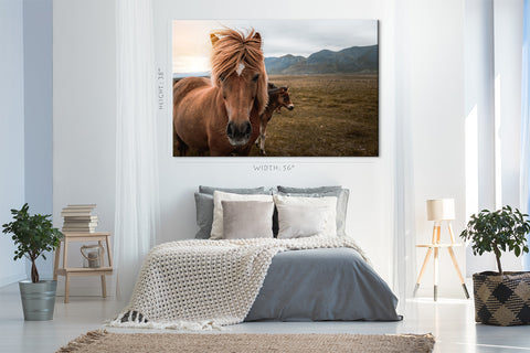 Canvas Print -  Icelandic Horse In The Field #E0899