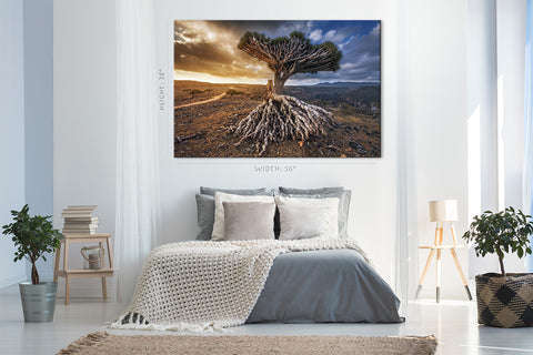 Impression sur toile - Dragon Trees At Dixam Plateau #E0959