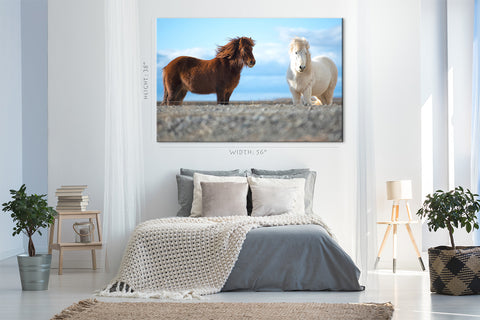 Canvas Print -  Two Icelandic Horse #E0910