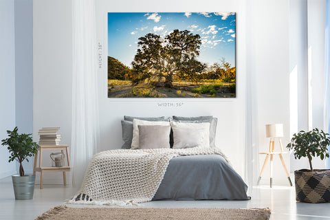 Canvas Print -  Wide Oak Tree At Morning #E0983