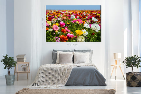 Canvas Print -  Colorful Ranunculus Field, Carlsbad, California #E0630