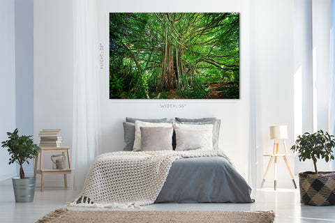 Canvas Print -  Ficus Citrifolia Tree #E1003