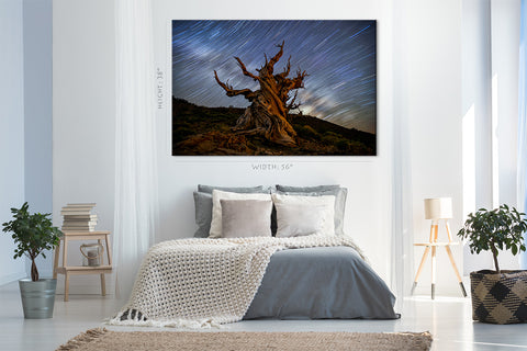 Canvas Print -  Bristlcone Pine 5000 Years Old #E0962