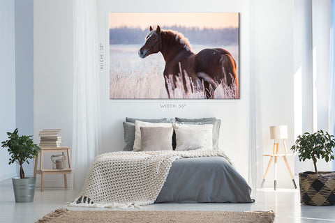 Canvas Print -  Draft Horse In Field At Sunset #E0950