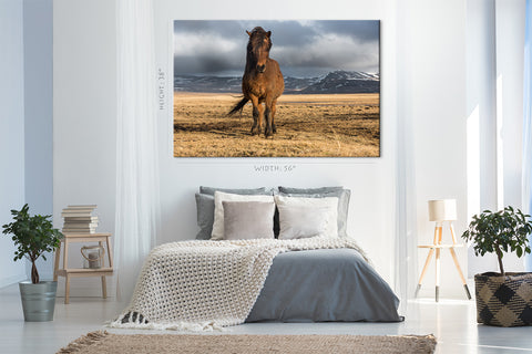 Impression sur toile - Cheval noble islandais #E0909