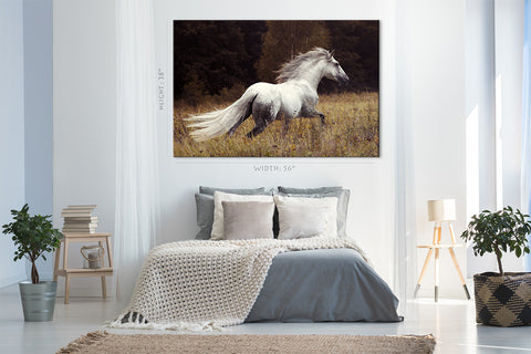 Canvas Print -  White Andalusian Stallion #E0915