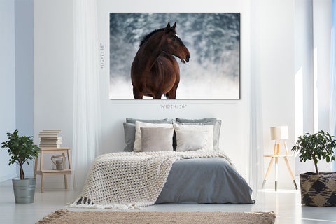 Canvas Print -  Beautiful Bay Horse In Winter #E0957